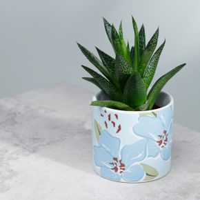 Pot en Céramique pour Plante d'Intérieur Florens Hesperantha - Fleurs Lis des Cafres (Petit) Pot en Céramique pour Plante d'Intérieur Florens Hesperantha - Fleurs Lis des Cafres (Petit)